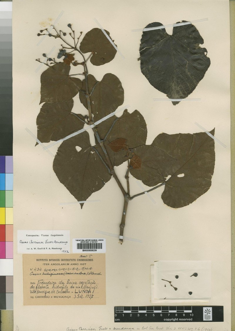 Cissus carrissoi photo 3
