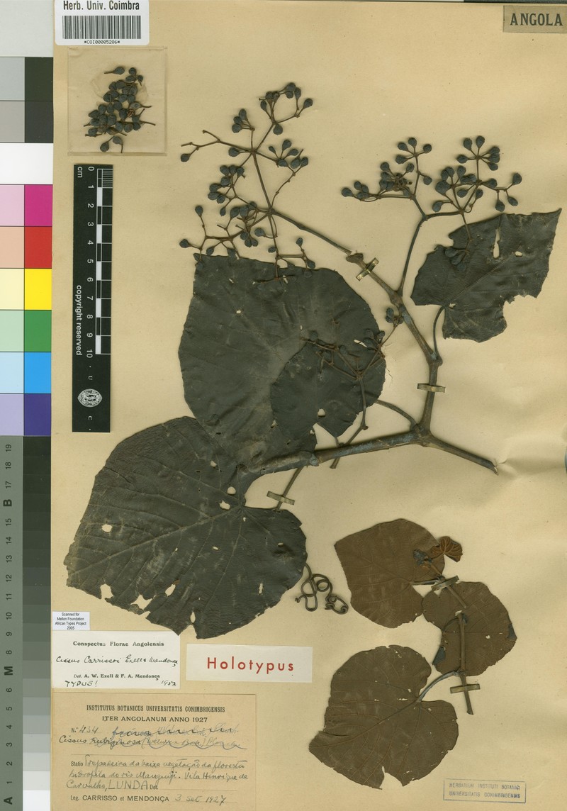 Cissus carrissoi