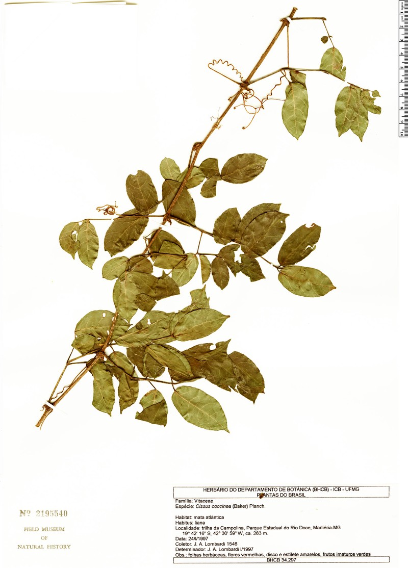 Cissus coccinea