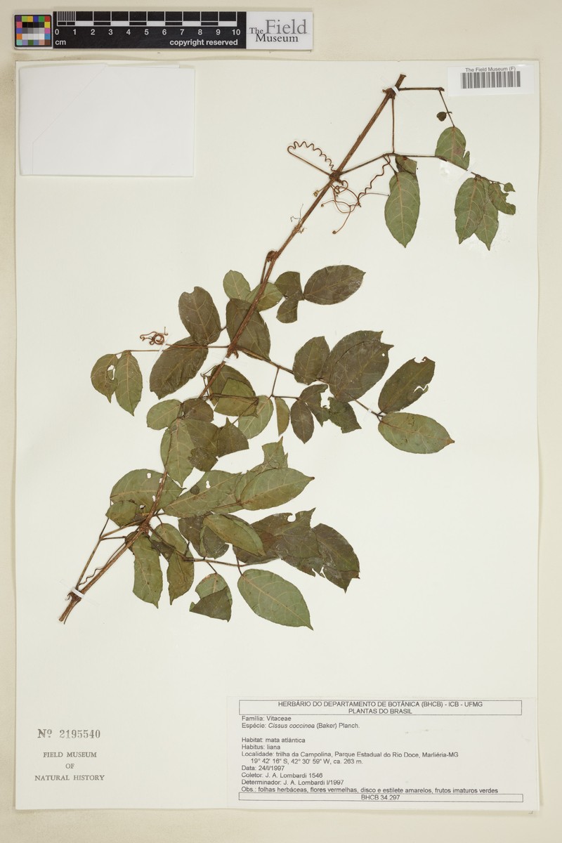Cissus coccinea photo 2