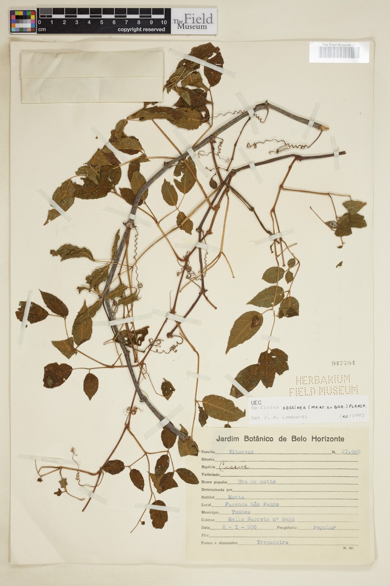 Cissus coccinea photo 3