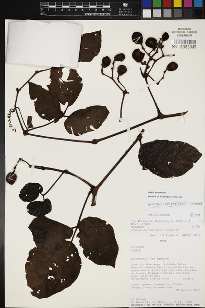 Cissus colombiensis