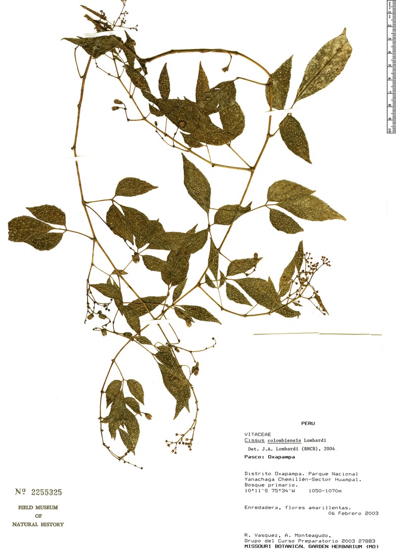Cissus colombiensis photo 2