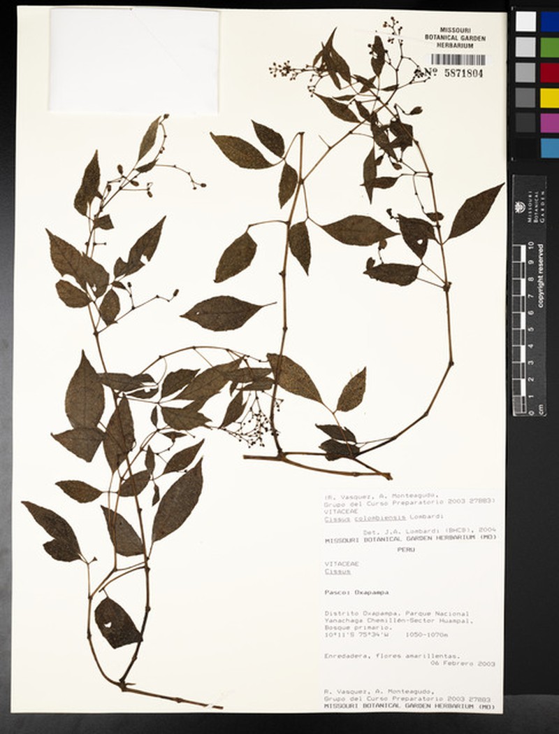 Cissus colombiensis photo 3
