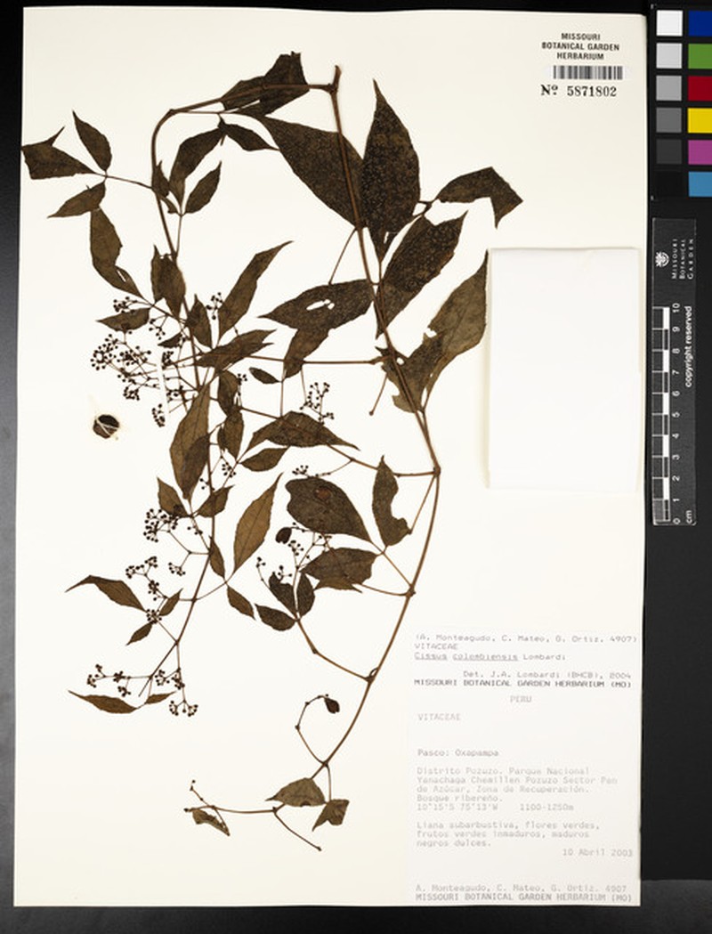 Cissus colombiensis photo 4