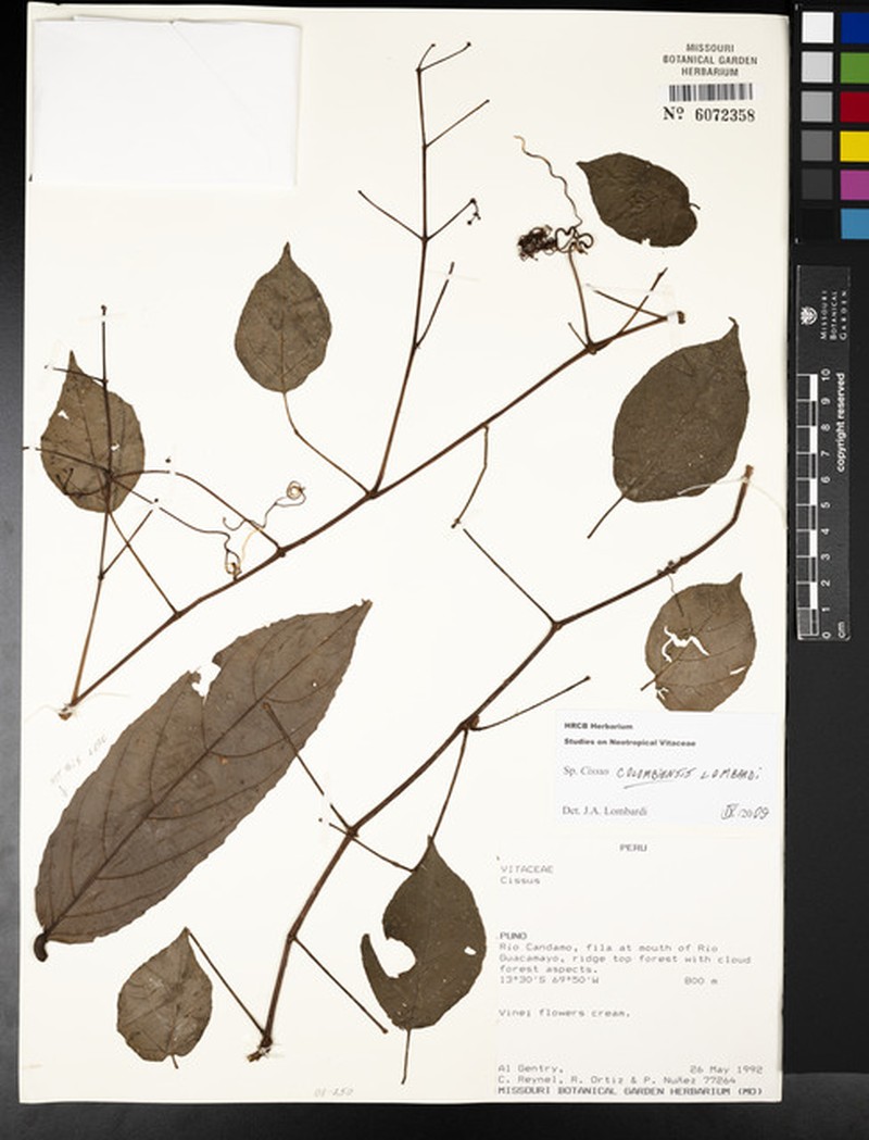 Cissus colombiensis photo 5