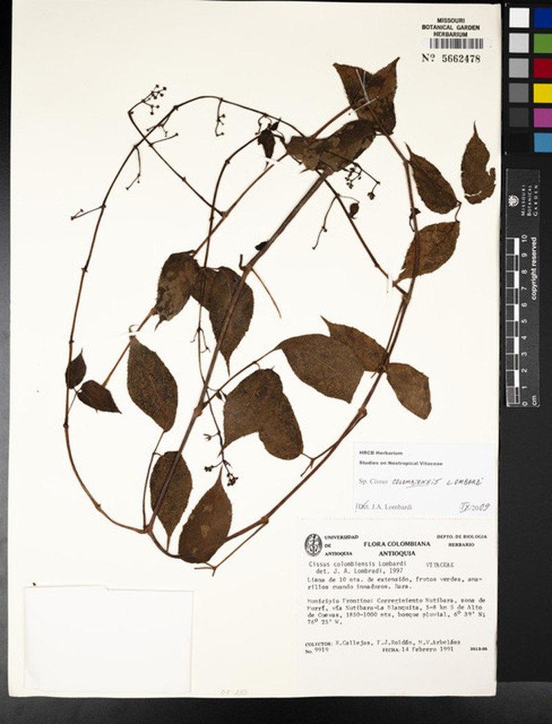 Cissus colombiensis photo 6