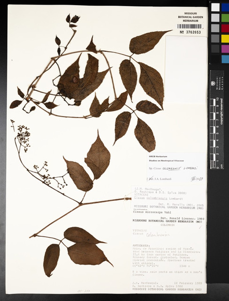 Cissus colombiensis photo 7