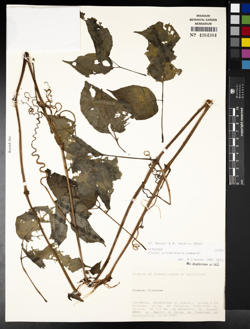 Cissus colombiensis photo 8