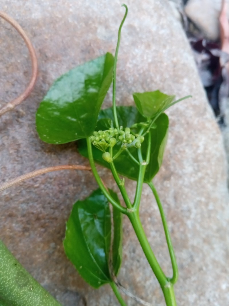 Cissus comosa