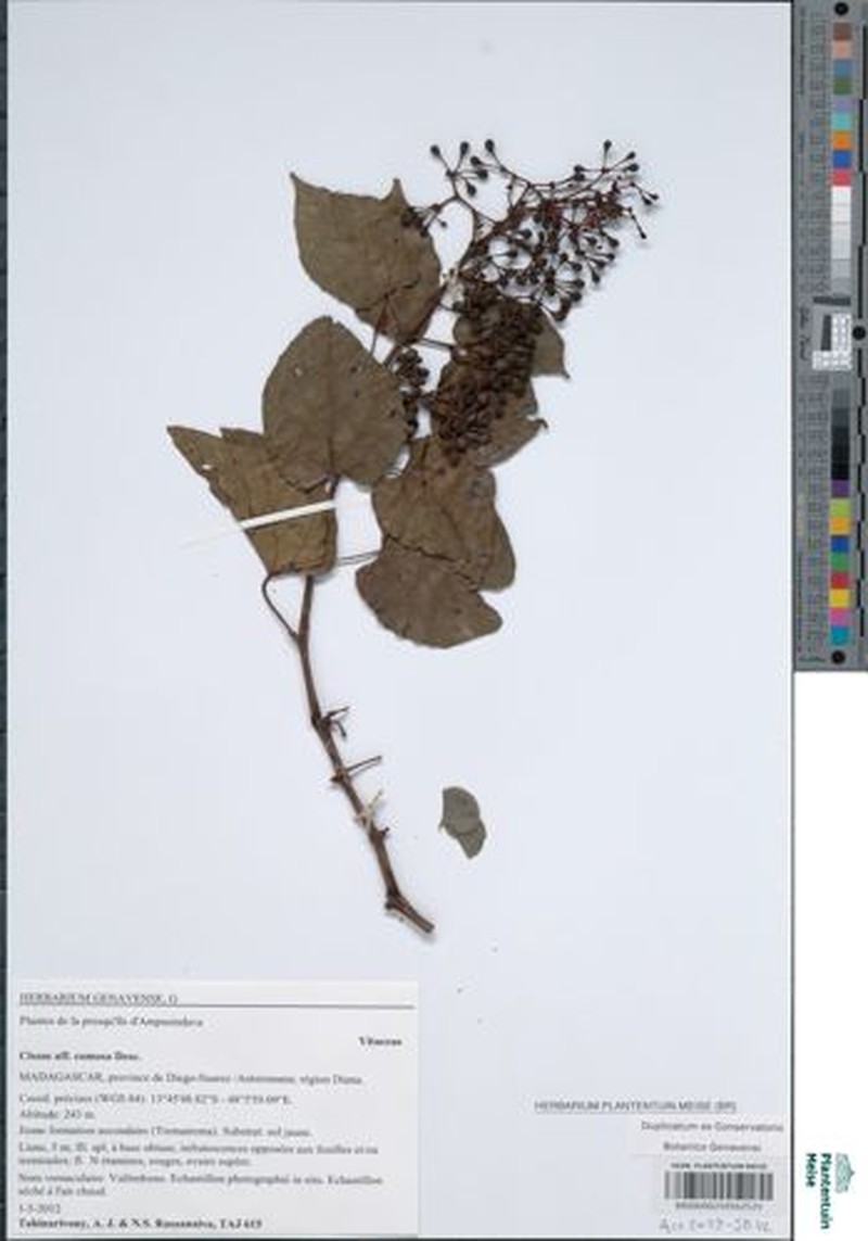 Cissus comosa photo 2