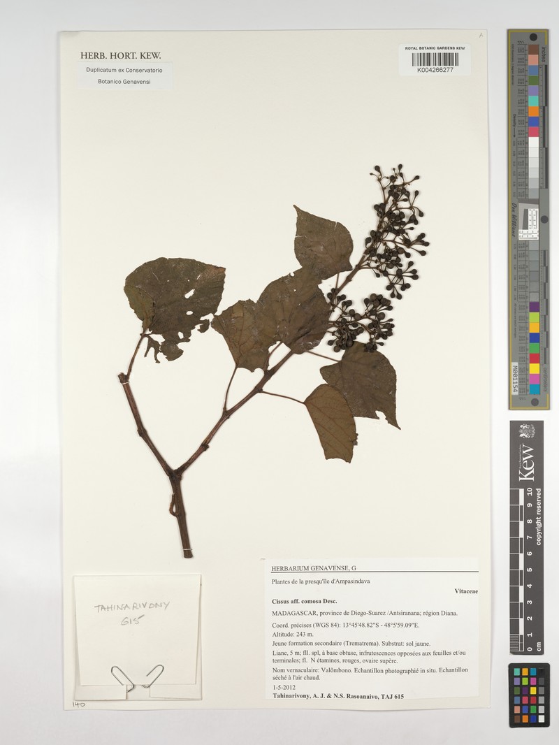 Cissus comosa photo 3