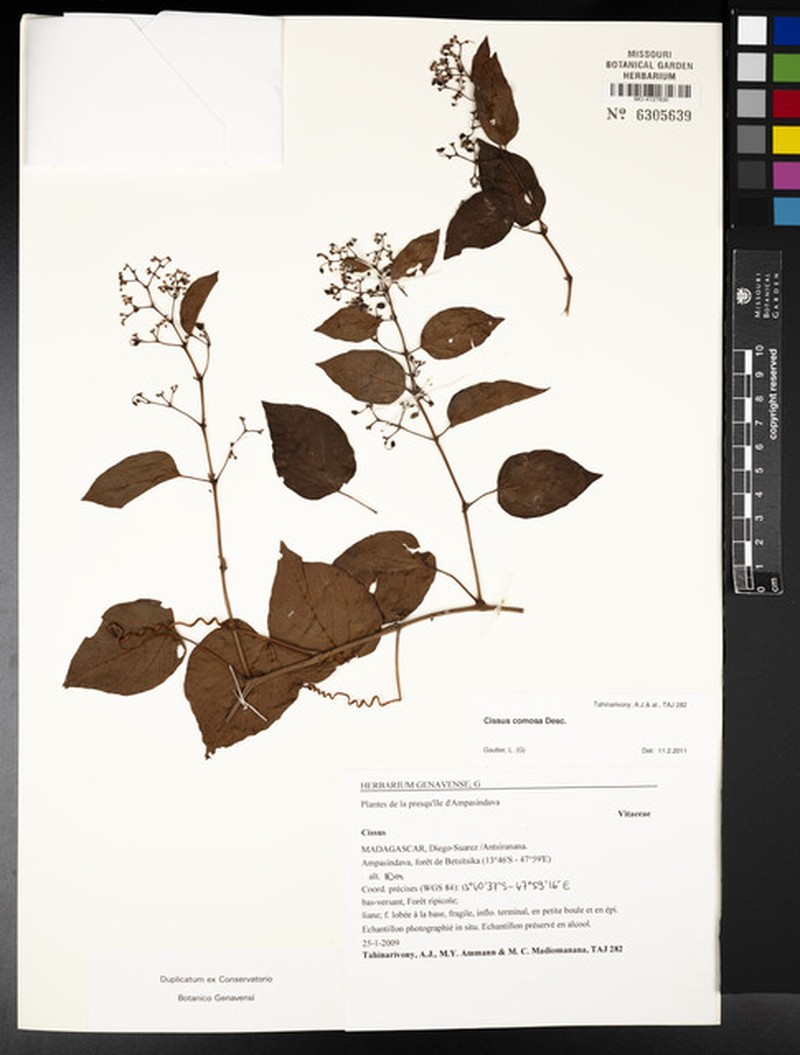 Cissus comosa photo 4