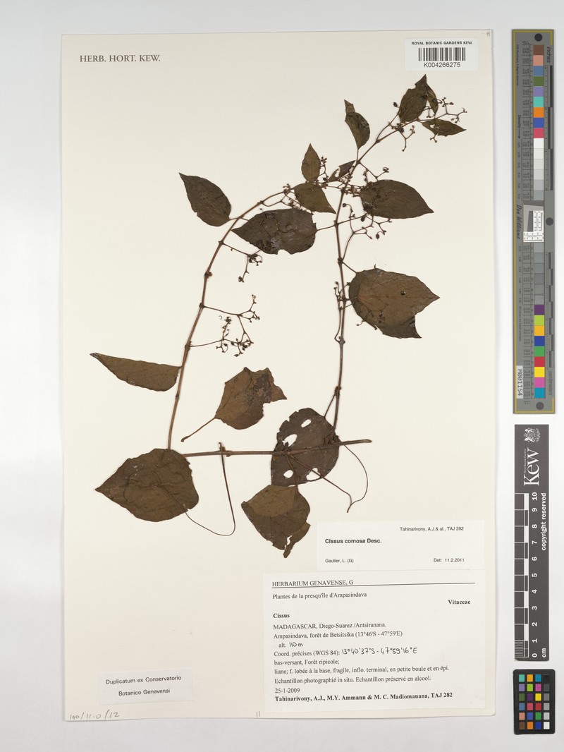 Cissus comosa photo 5