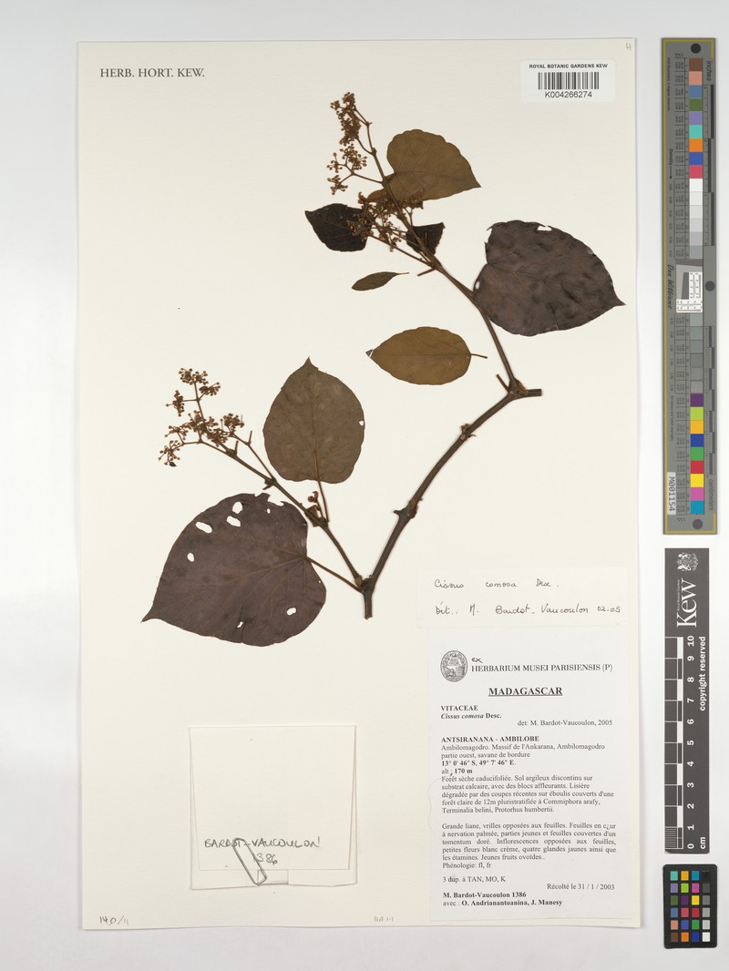 Cissus comosa photo 6