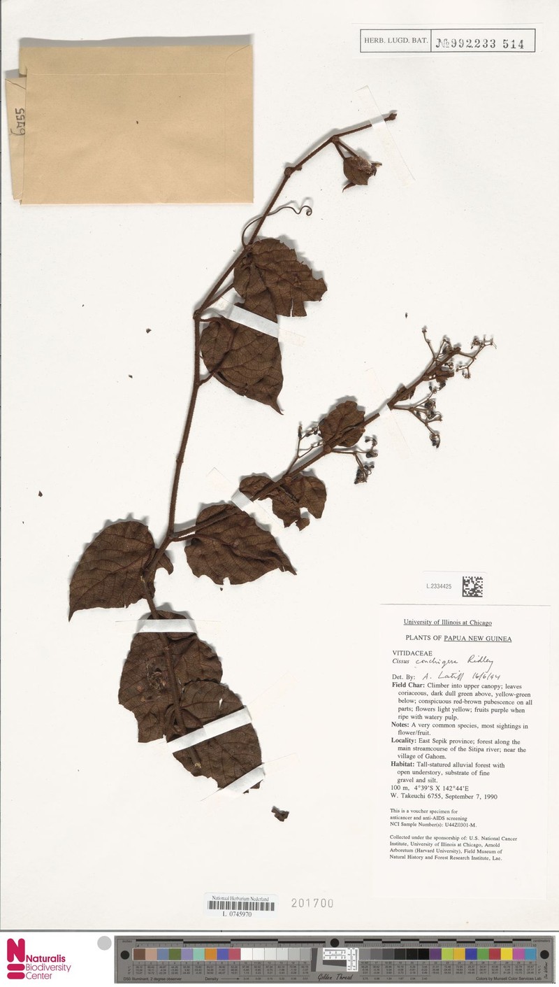 Cissus conchigera photo 2