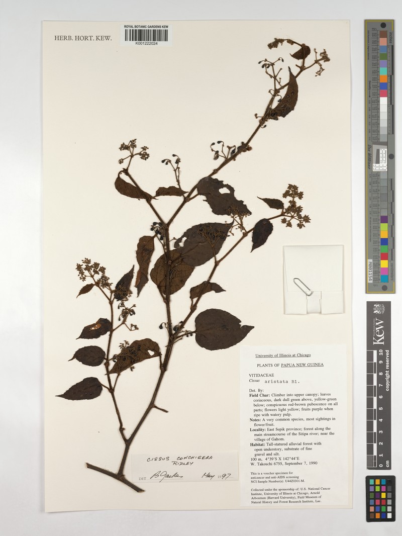 Cissus conchigera photo 3