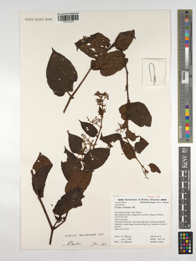 Cissus conchigera photo 6