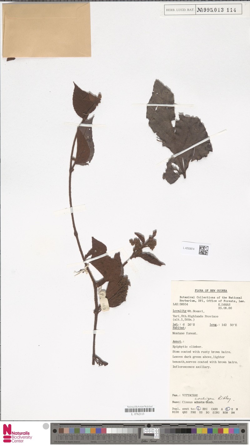 Cissus conchigera photo 7