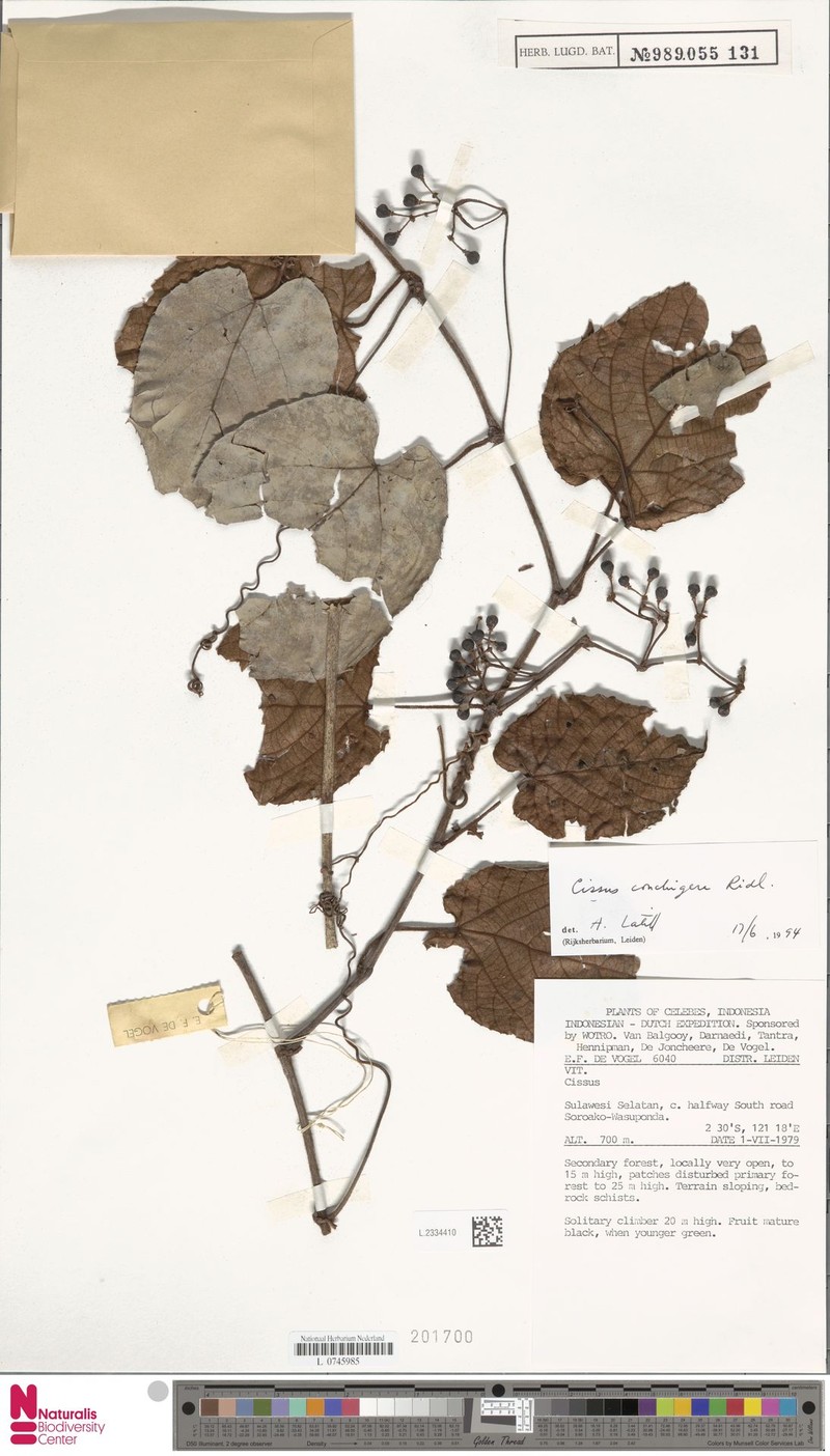 Cissus conchigera photo 8