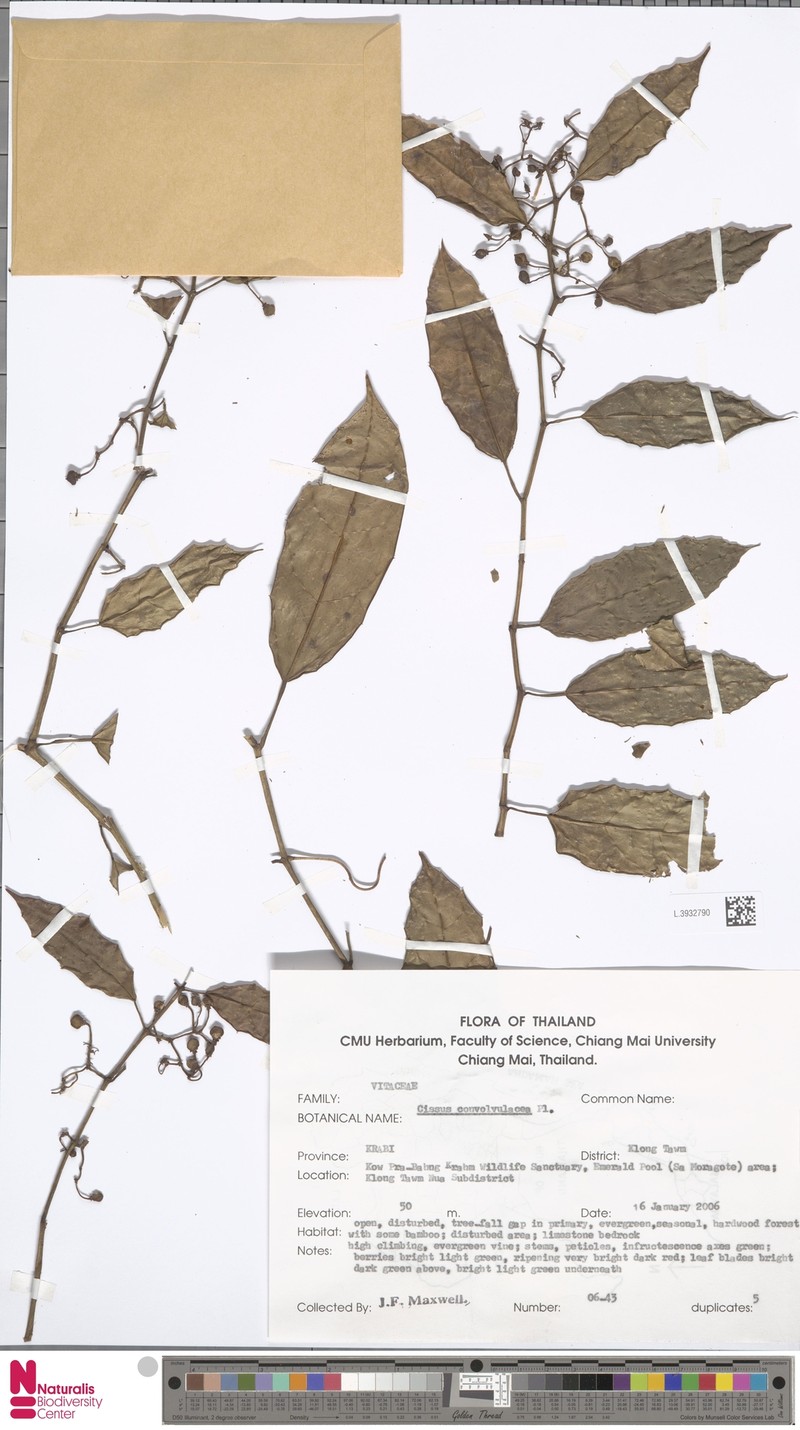 Cissus convolvulacea