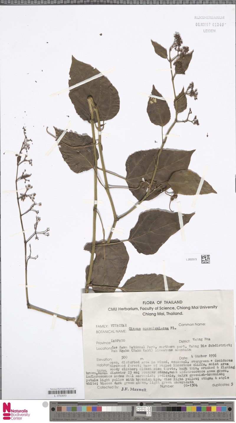 Cissus convolvulacea photo 3