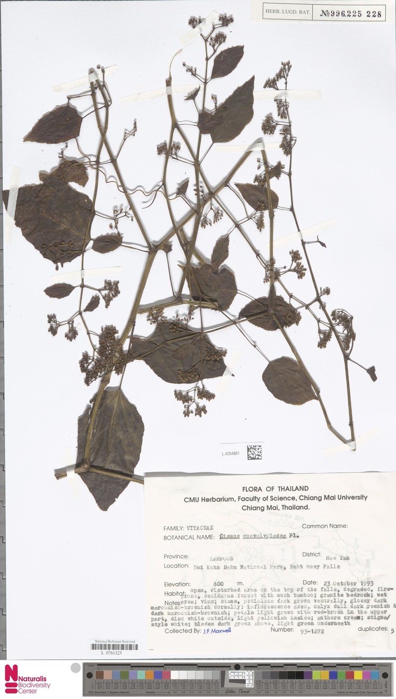 Cissus convolvulacea photo 4