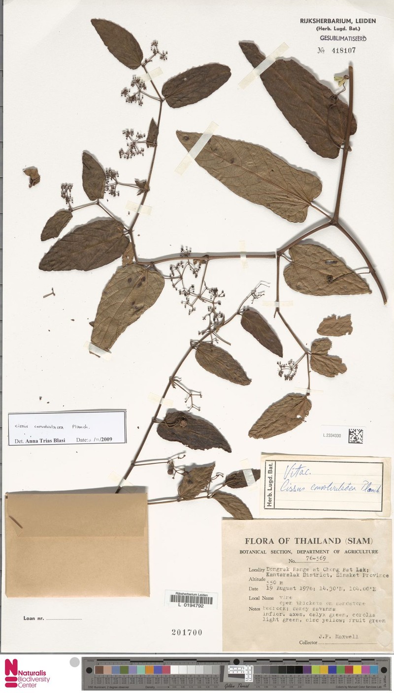 Cissus convolvulacea photo 5