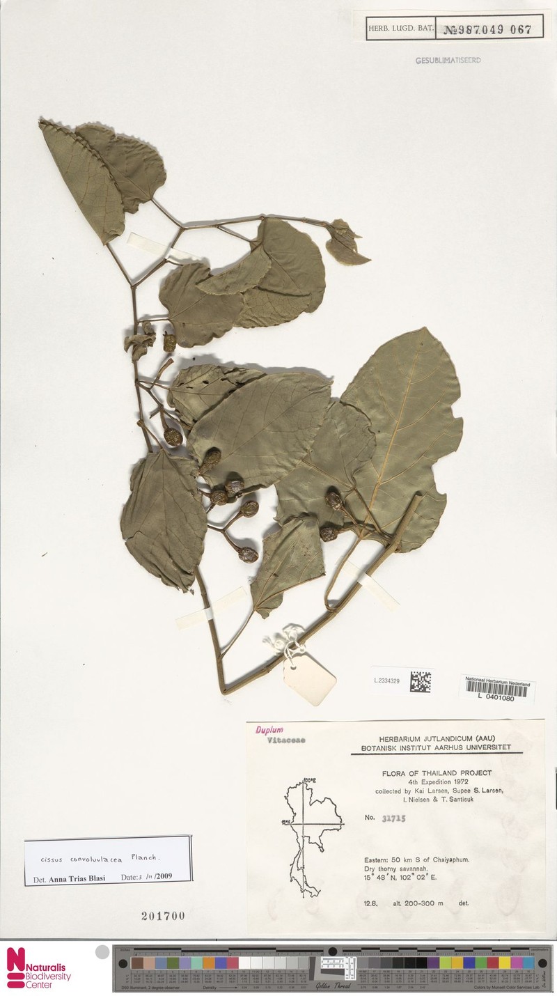 Cissus convolvulacea photo 6