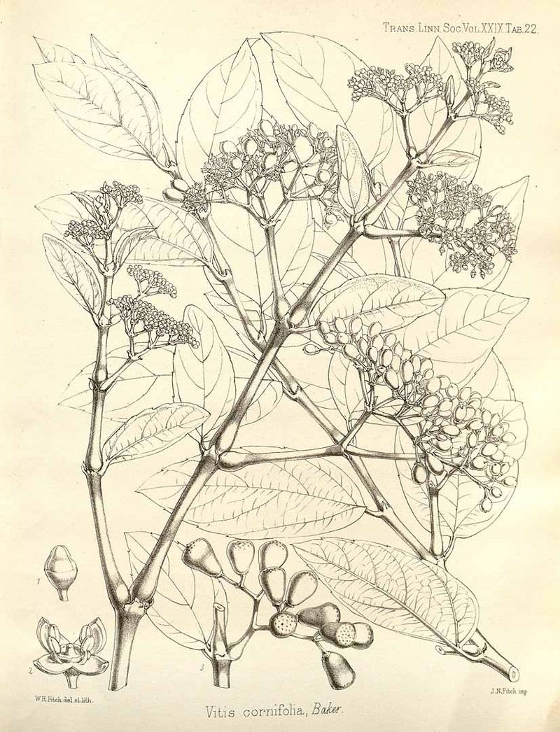 Cissus cornifolia photo 2