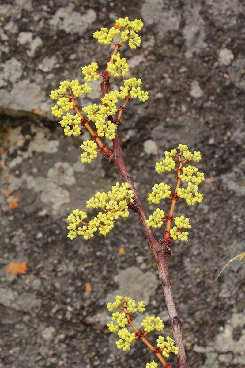 Cissus cornifolia photo 3