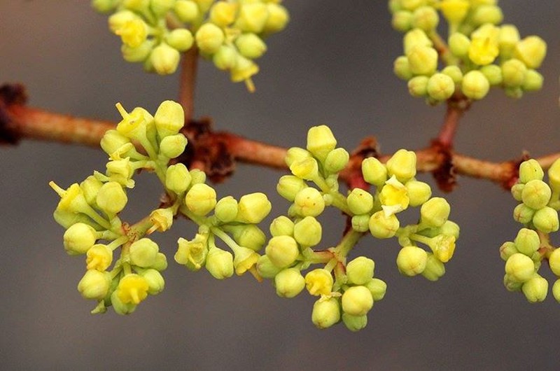 Cissus cornifolia photo 4