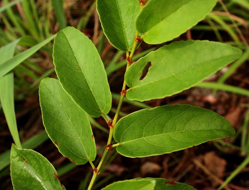 Cissus cornifolia photo 5