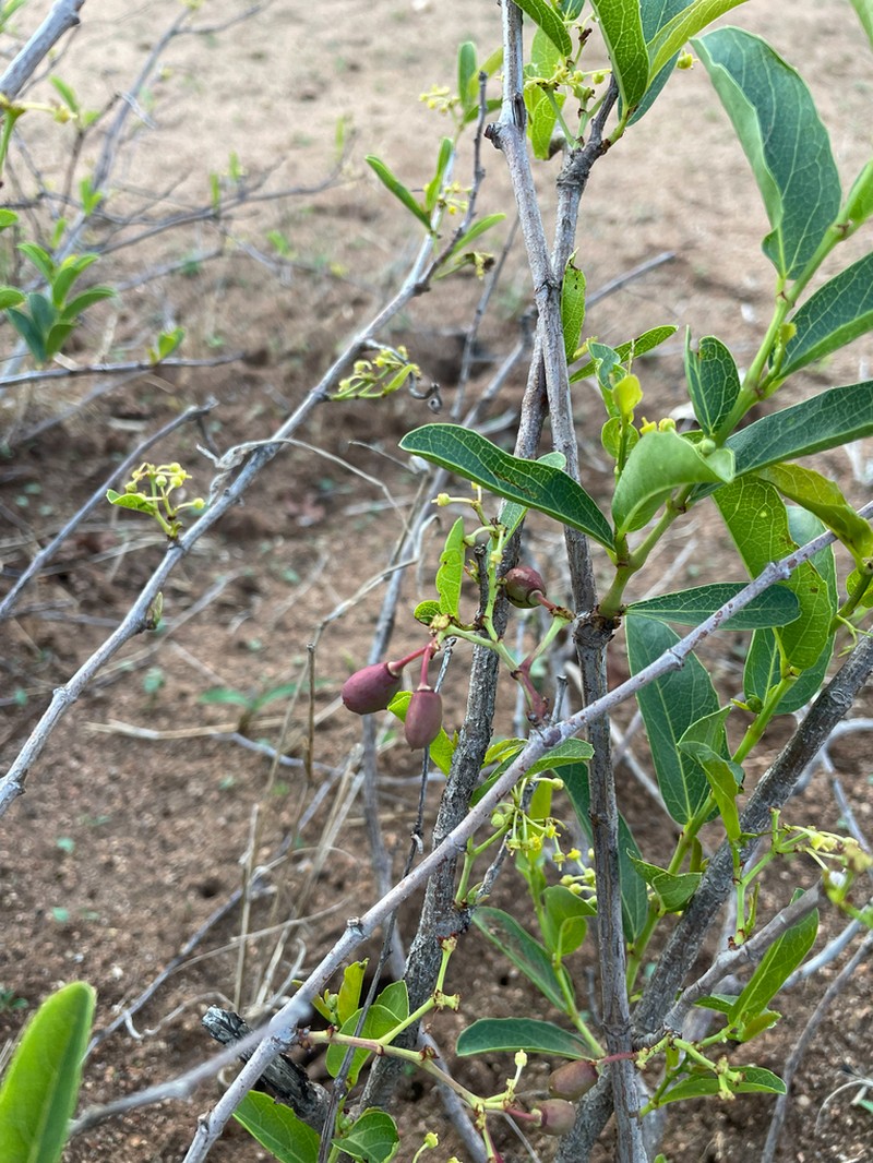 Cissus cornifolia photo 6