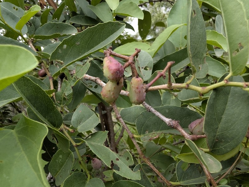 Cissus cornifolia photo 7
