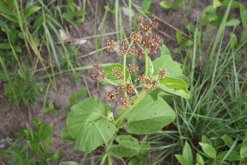 Cissus corylifolia photo 2