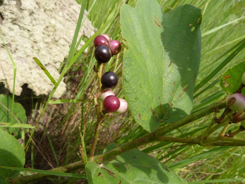 Cissus corylifolia photo 3