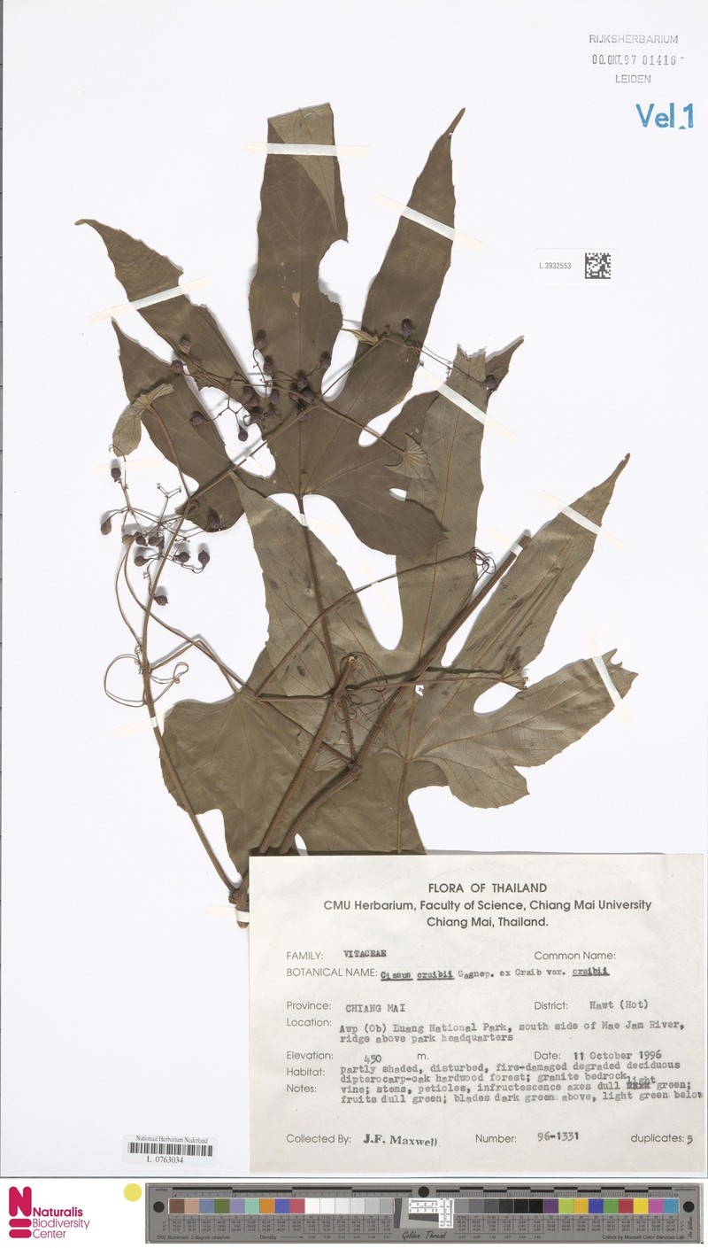 Cissus craibii