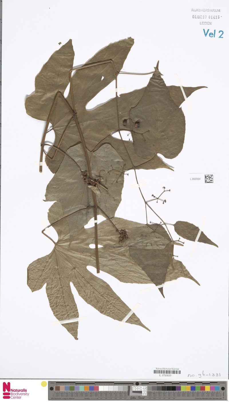 Cissus craibii photo 2