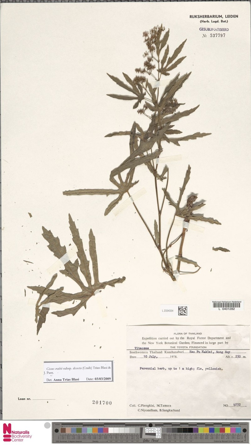 Cissus craibii photo 3