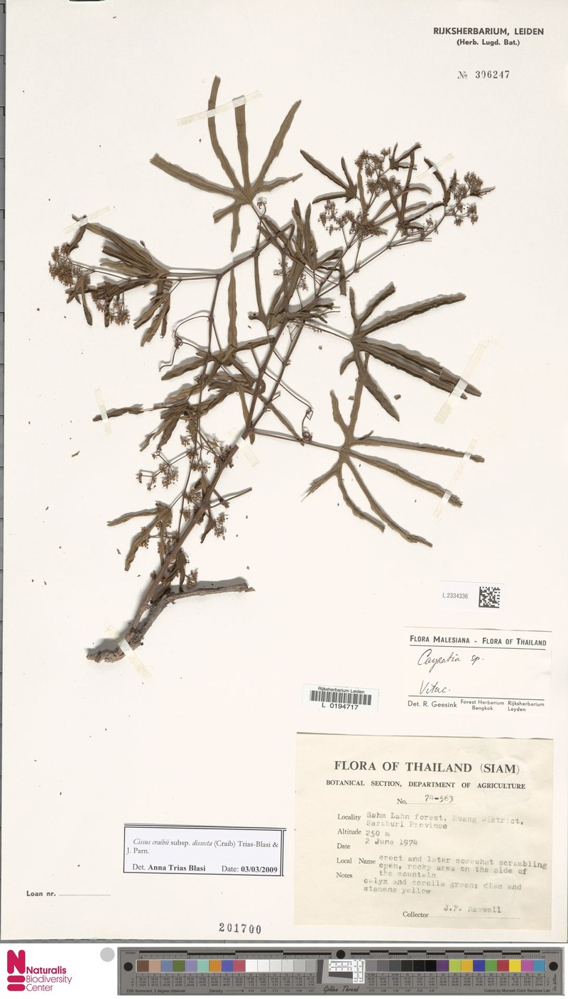 Cissus craibii photo 4