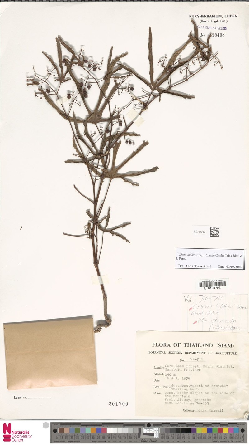 Cissus craibii photo 5