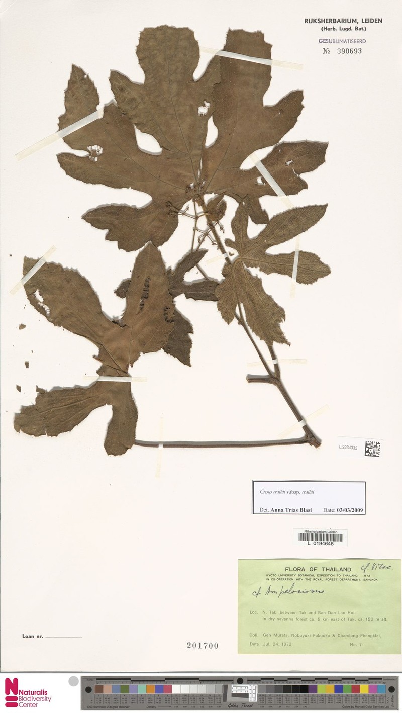 Cissus craibii photo 6