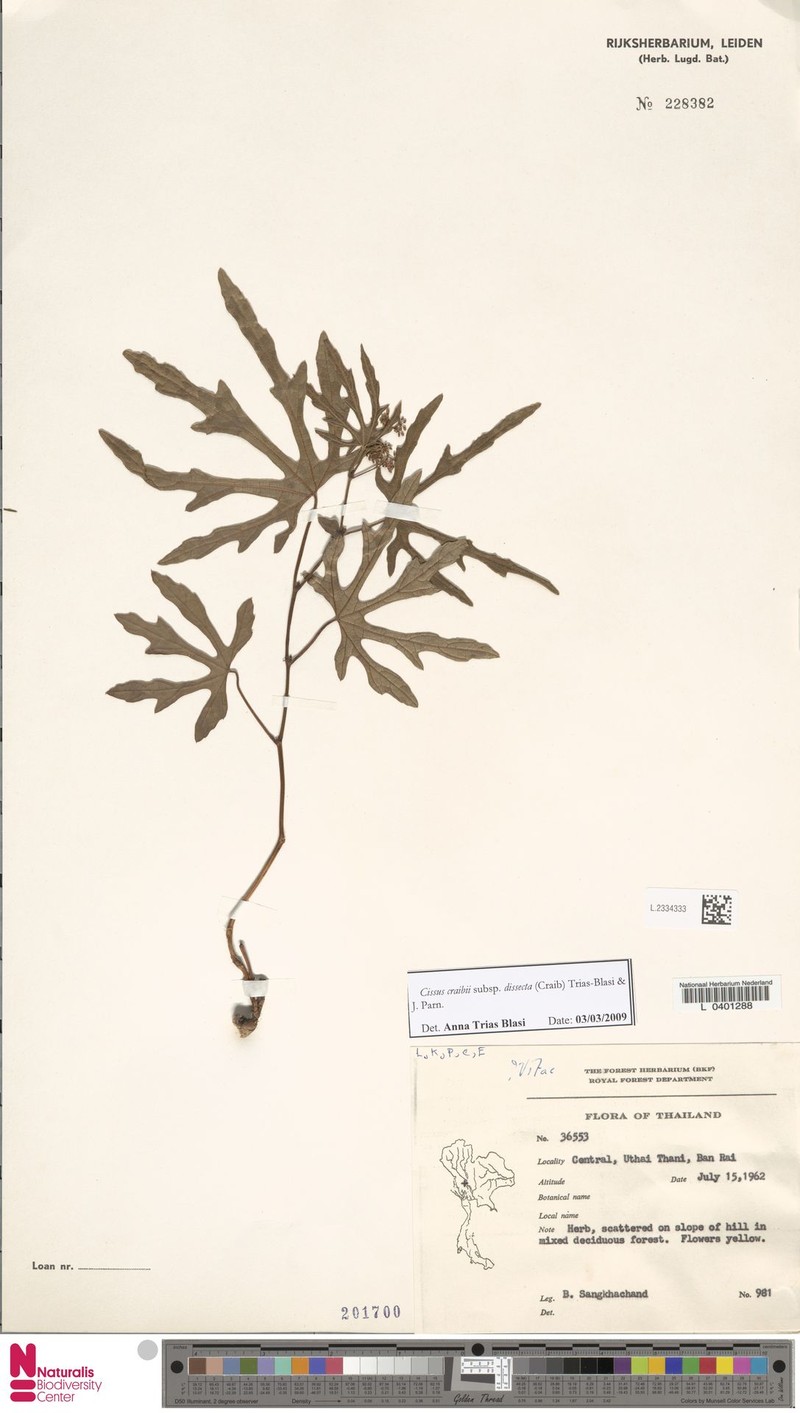 Cissus craibii photo 7