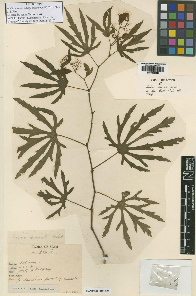 Cissus craibii photo 8