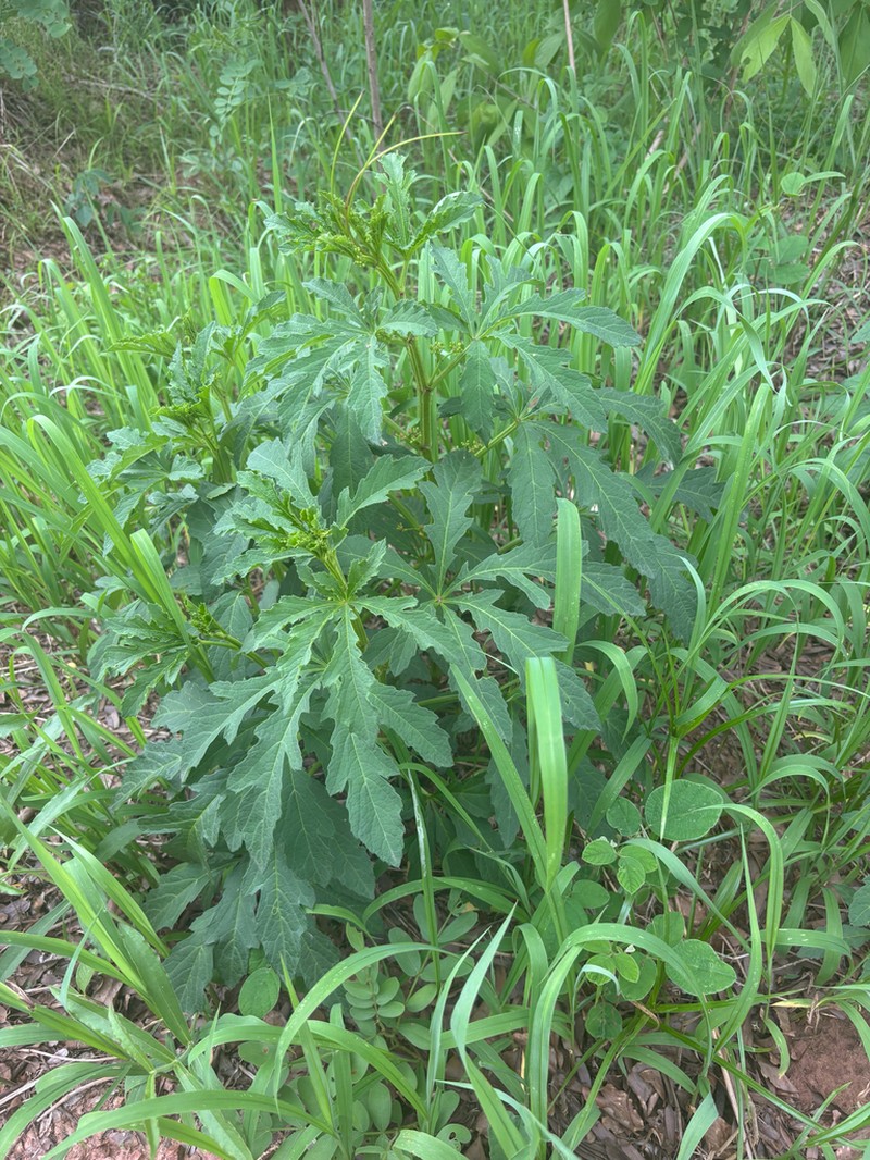 Cissus crusei photo 2