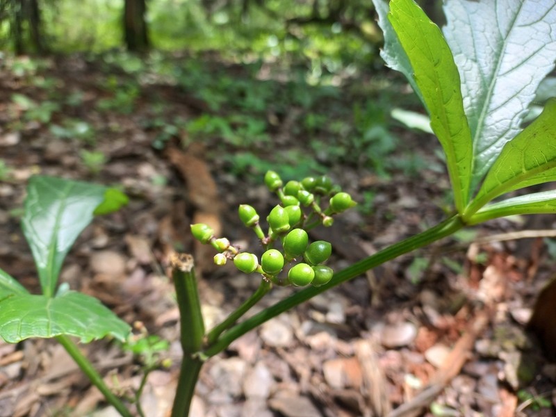 Cissus crusei photo 3