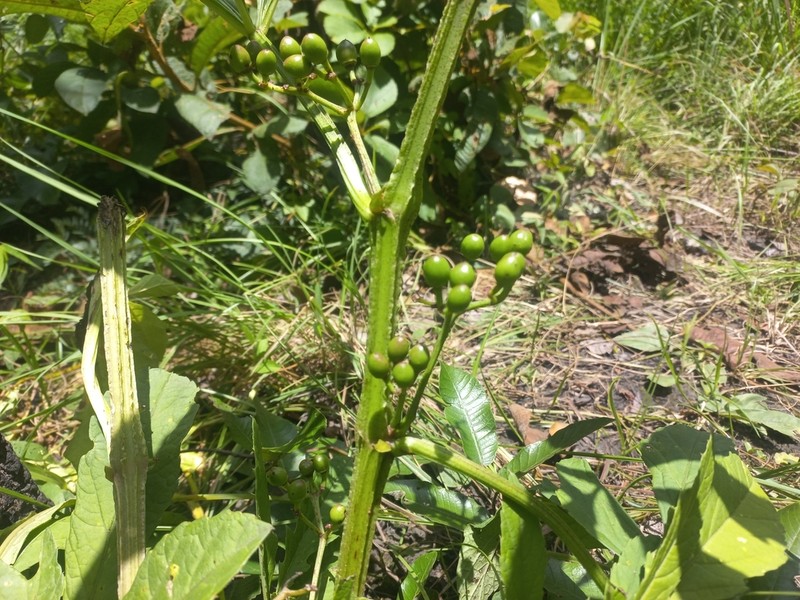 Cissus crusei photo 4