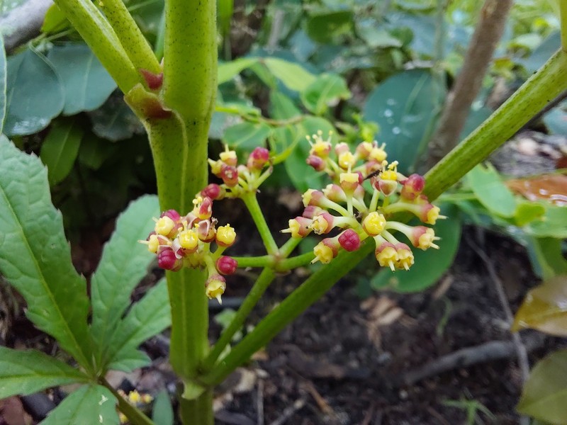 Cissus crusei photo 5