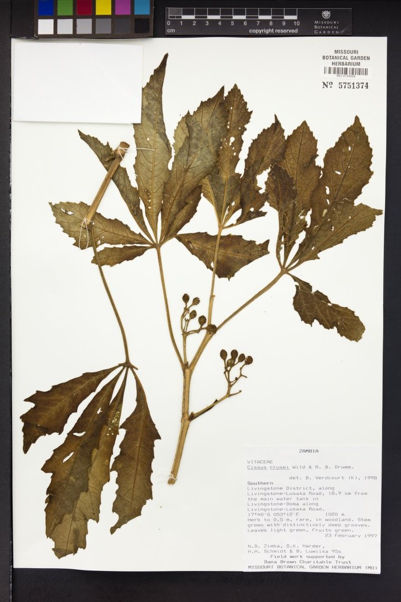 Cissus crusei photo 6